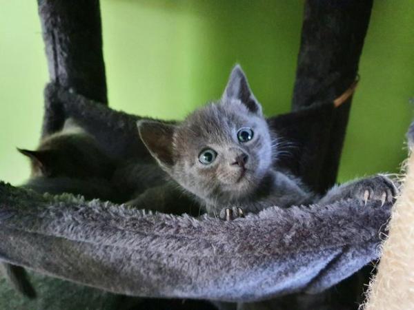 Image 6 of RUSSIAN BLUE KITTENS FOR SALE