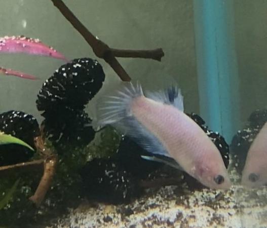 Image 3 of Betta fish - Majoirty males available