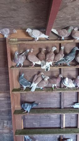 Image 1 of Racing Pigeons for sale