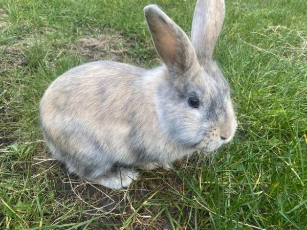Image 2 of Gorgeous 8 month old dwaf lop Bunny very playful