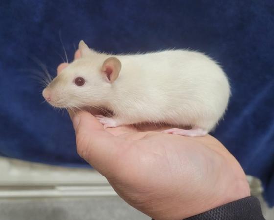Image 3 of Baby straight hair and double rex male siamese rats