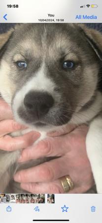 Image 5 of Kennelclub registered Siberian husky puppies