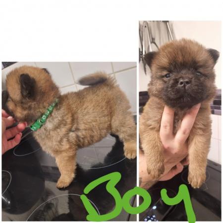 Image 2 of Amazing chow chow x pups for sale