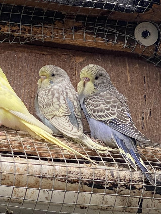 Preview of the first image of Baby and young Budgies for Sale.