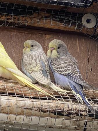 Image 1 of Baby and young Budgies for Sale