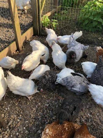 Image 2 of Various POL Hens For Sale