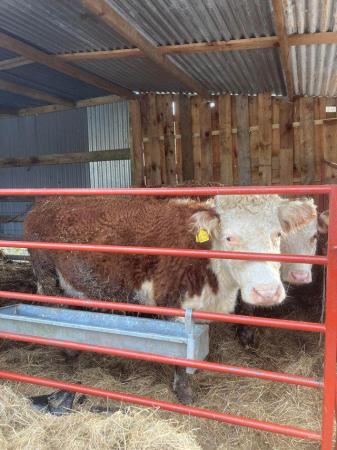 Image 1 of Miniature Hereford Cows with heifer calf’s at foot for sale
