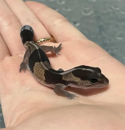 Image 4 of Unsexed Baby African Fat Tail Gecko for Sale