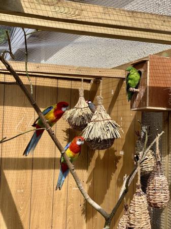 Image 1 of Rehoming space available finches to parrots