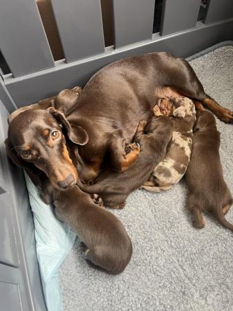 Image 2 of Outstanding miniature dachshund puppies