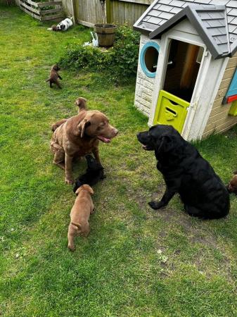 Image 4 of Labrador retriever puppies