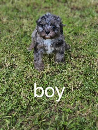 Image 3 of Merle cavapoo 1 boy only left READY NOW