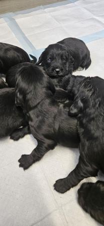 Image 5 of 3 week old cocker spaniel pups