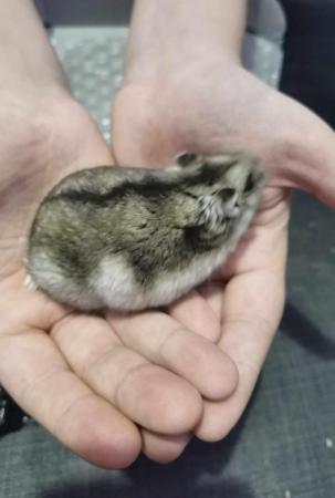 Image 5 of 1 boy dwarf hamsters for sale!