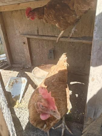 Image 1 of two warren chicken for sale