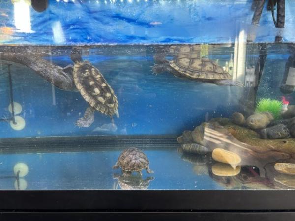 Image 9 of 2 x map turtles and 1 x musk turtle with full setup for sale
