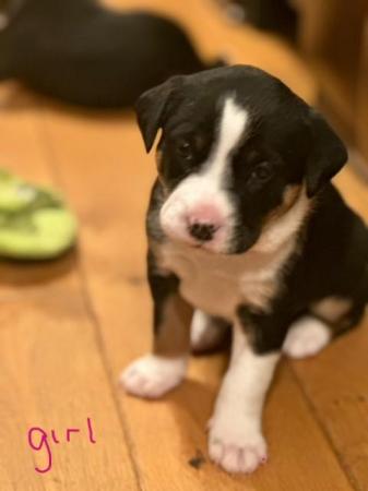 Image 8 of Beautiful Tri-colour Staffy x Collie Puppies for sale