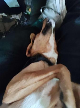 Image 4 of 2 year old beagle looking for a new home