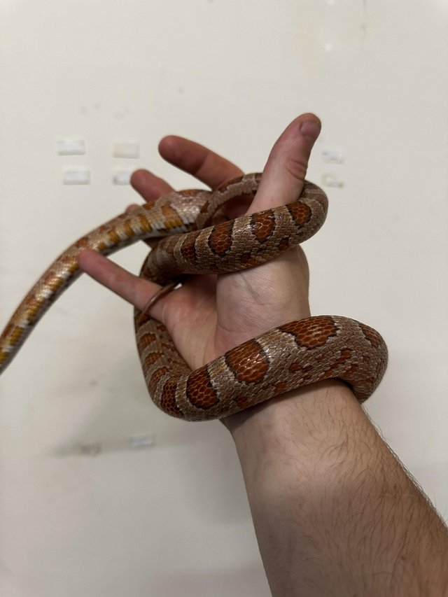 Preview of the first image of Male corn snake available.