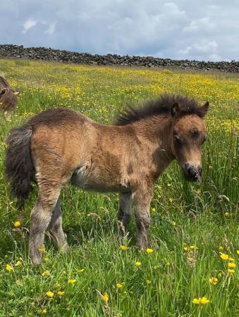 Image 2 of Shetland pony mini filly available
