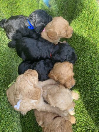 Image 1 of Cockapoo Boys looking for forever homes