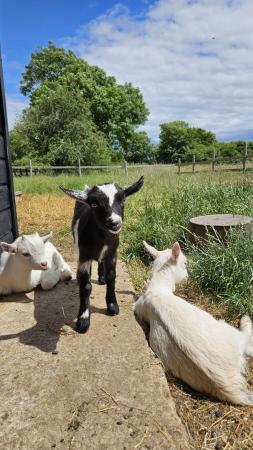 Image 8 of Beautiful Pygmy Kid Goats for Sale