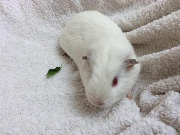 Image 3 of 4 female guineas available