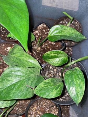 Image 3 of Epipremnum aureum Marbled Queen(Rooted, Potted Plants)