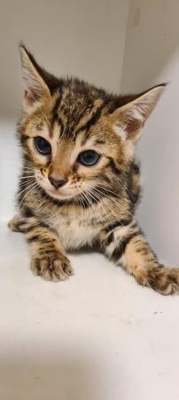 Image 2 of Stunning Bengal kittens ready for a loving new home