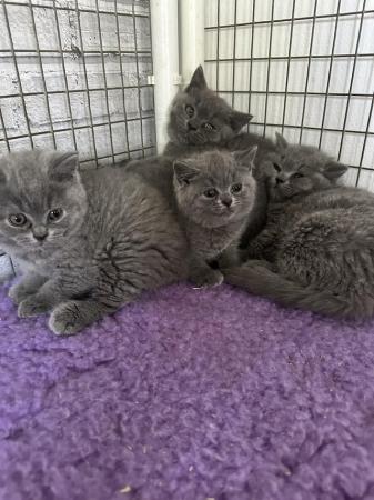 Image 2 of Pure British shorthair blue kittens , ready now