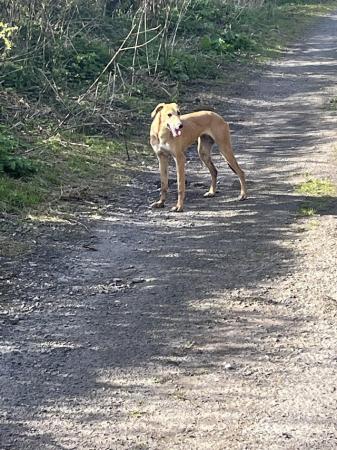 Image 4 of 7 month old Lurcher girl for sale