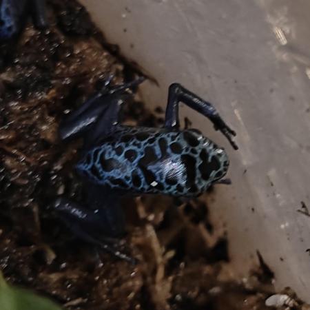 Image 4 of Dendrobates Tinctorius Azureus (Blue Poison Dart Frogs)