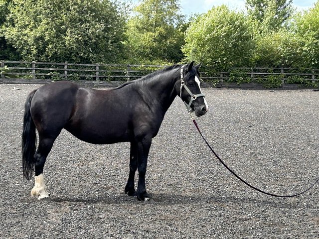 Preview of the first image of Beautiful Welsh Section D Mare.
