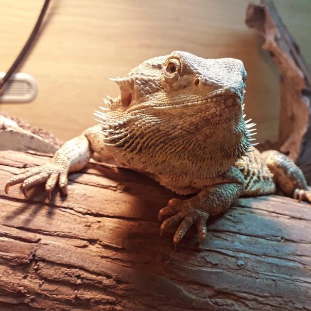 Preview of the first image of Bertie - Bearded Dragon - Odd Socks Animal Rescue.