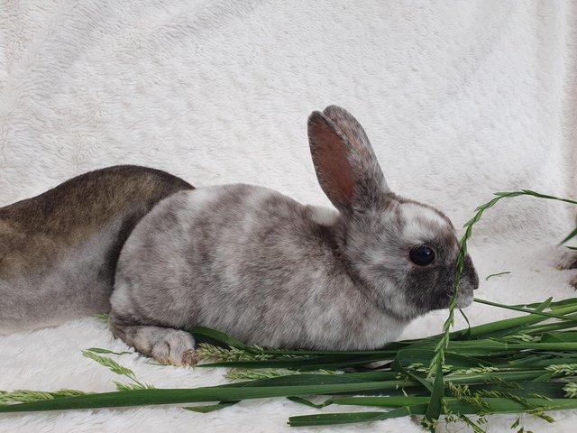 Preview of the first image of Pure breed mini rex rabbits.