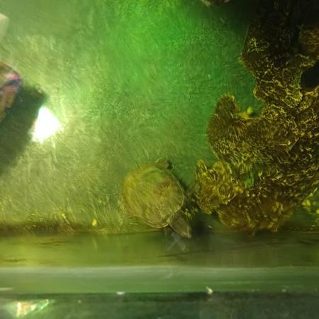 Image 3 of 2 young razorback musk turtles for sale