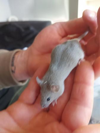 Image 2 of 9 week old fancy mice males £5