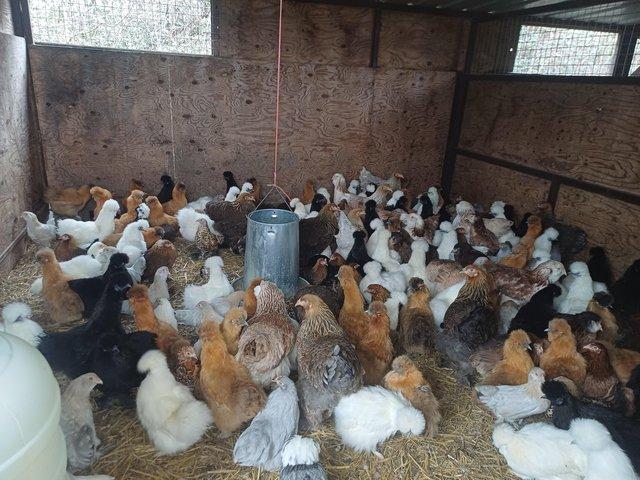 Preview of the first image of Point Of Lay Bantam Hens Available!!!.