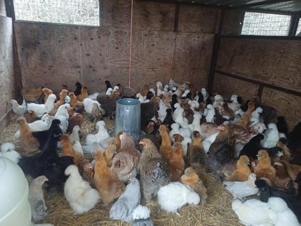 Image 1 of Point Of Lay Bantam Hens Available!!!