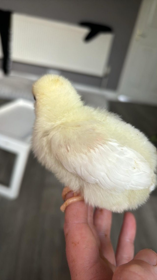 Preview of the first image of Baby chicks different breeds.