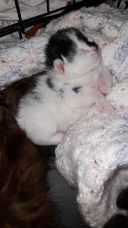 Image 6 of 2 female Long Haired Mainecoon Cross Kittens