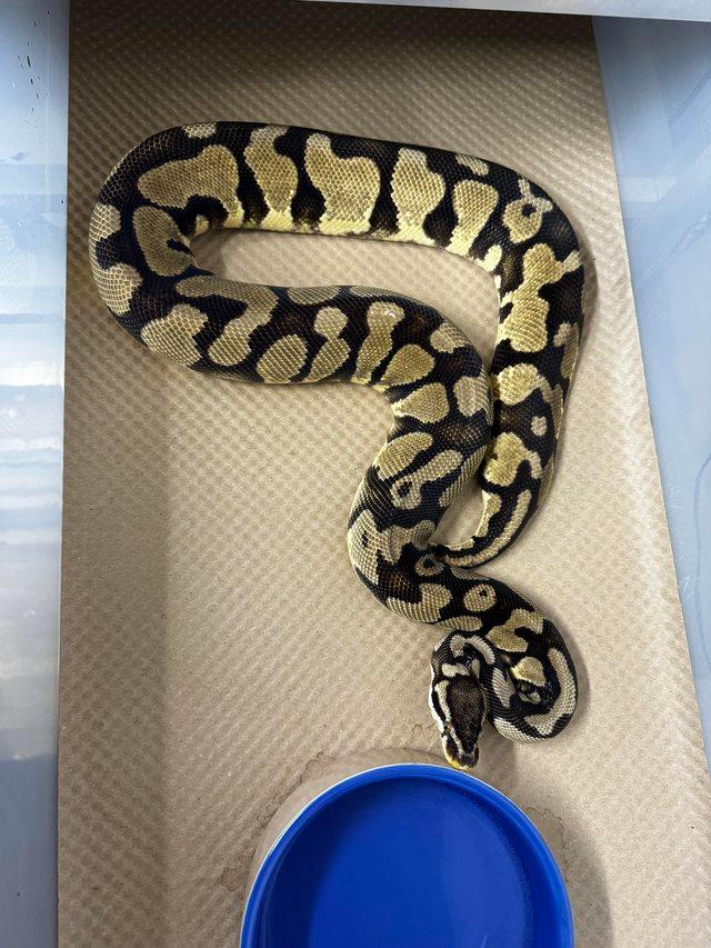 Preview of the first image of Female Pastel Enchi Yellowbelly Female cb18.