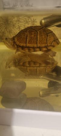 Image 3 of Razorback turtle, female, 3 years old