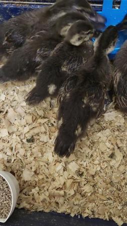 Image 2 of Mallard Ducklings £60 ono for all 6