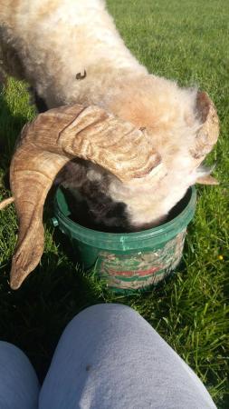 Image 3 of Registered 1 Year old valais tup for sale