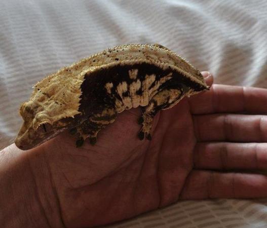 Image 4 of 3 year old Female Crested Gecko