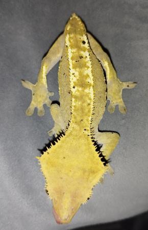 Image 4 of Female crested gecko juvenile Dalmatian yellow