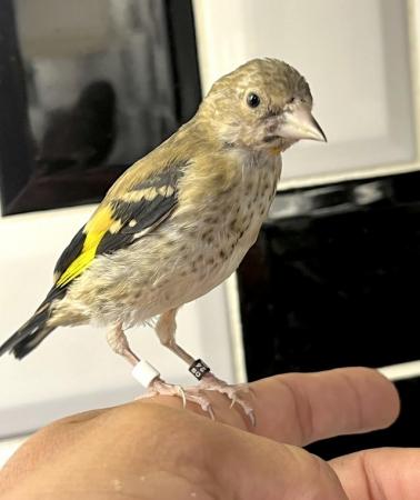 Image 3 of Juvenile hand tamed goldfinches ! All bbc rung 2024 !