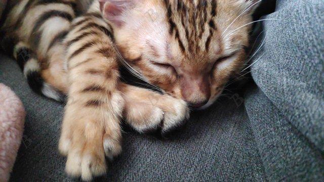 Preview of the first image of Beautiful Bengal Kitten full Pedigre TICA registered female.