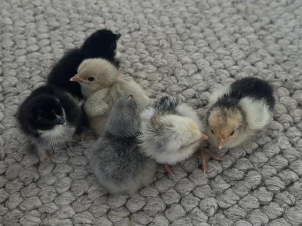 Image 2 of Chicks various quality breeds